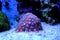 Colorful polyp zoanthus coral