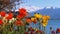 Colorful Poppies against Alpine Mountains and Lake Geneva in Switzerland. Embankment in Montreux.