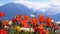 Colorful Poppies against Alpine Mountains and Lake Geneva in Switzerland. Embankment in Montreux.