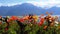 Colorful Poppies against Alpine Mountains and Lake Geneva in Switzerland. Embankment in Montreux.