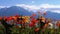 Colorful poppies against alpine mountains and lake Geneva in Switzerland. Embankment in Montreux.