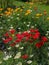 Colorful poppies in a fresh summer garden