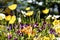 Colorful poppies and other flowers in a public garden