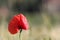 Colorful poppy detail with bokeh