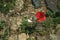 Colorful poppy flower growing in the middle of stones