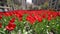 Colorful poppy flowers on park avenue in New York city at spring sunny day