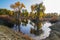 Colorful Populus in autumn by River Tarim