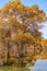 Colorful Populus in autumn by River Tarim