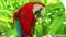 Colorful portrait of Amazon red macaw parrot against jungle.