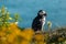 Colorful portrait of a beautiful puffin bird from Iceland, shot on a sunny day. Side view of a puffin, looking through the flowers