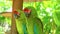 Colorful portrait of couple green parrot Great Green Macaw against jungle.