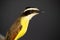 Colorful portrait of a flycatcher bird Great kiskadee