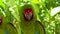 Colorful portrait of green parrot Great Green Macaw against jungle.