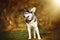 Colorful portrait of siberian husky looking aside