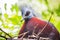 Colorful portrait of a Victoria Crowned Pigeon