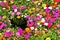 Colorful Portulaca oleracea flower grandiflora