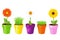 Colorful Pots With Daisies And. Vector