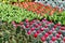 Colorful Pots of different kinds of graft cactus and succulents