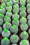 Colorful Pots of graft cactus texture