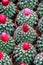 Colorful Pots of graft cactus texture