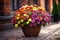 Colorful potted chrysanthemum on pavement of city street flower shop