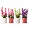 Colorful Potted Flowers: A Vibrant Collection Of Danish Design