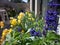 Colorful potted planting