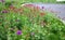 Colorful prairie flower bed with purple and red flowers in spring lush green reminiscent of a meadow