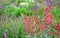 Colorful prairie flower bed with purple white and red flowers in spring lush green reminiscent of a meadow