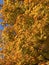 Colorful Pretty Sunlit Orange Leaves Fall Foliage in Autumn