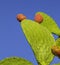 Colorful prickly pear green leaf and red fruit reaching up to a deep blue sky of native plants in Sicily