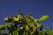 Colorful prickly pear green leaf and red fruit reaching up to a deep blue sky of native plants in Sicily