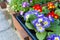 Colorful Primrose flowers