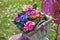 Colorful primroses in a basket