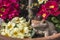 Colorful primroses in a terracotta flower pot with a weathered  clay frog