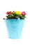 Colorful primula flowers in bucket