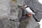 Colorful Puffin isolated in natural environment