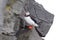 Colorful Puffin isolated in natural environment
