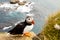 Colorful puffin in latrabjarg - Iceland