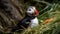 A colorful puffin perched on a branch, looking at the sea generated by AI