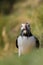 A colorful Puffin Portrait isolated looking at you while holding fishes in the beak