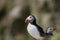 A colorful Puffin Portrait isolated in natural enviroment on grass and blue background