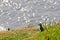 A colorful Puffin Portrait in natural enviroment on blue background while eating fishes