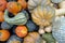 Colorful Pumpkins displayed for sale in