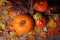 Colorful pumpkins, heather, leaves on brown background.