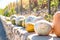 Colorful pumpkins lying on outdoor farmer market