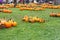 Colorful pumpkins for sale at Halloween time in New England