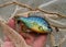 Colorful pumpkinseed sunfish in a fish net