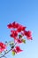 Colorful purple begonville flowers against a blue sky