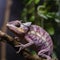 Colorful purple chameleon on a branch, unusual lizard close-up